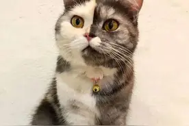女子养了只猫咪，随后竟发现它有两副面孔：传说中的双面猫？图片