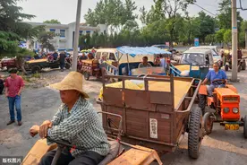 小麦已收获，卖粮时4800斤小麦称重只有4490斤，小伎俩你遇到过吗图片