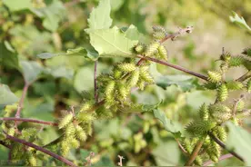 人人说好的治鼻炎偏方，却差点要了命图片