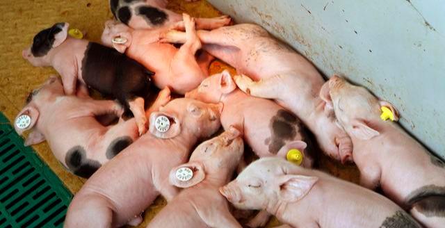 添加氨基酸螯合铁对母猪繁殖性能及仔猪生长发育的影响