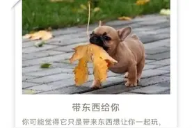 狗狗这几种行为背后的意思你都了解吗？图片