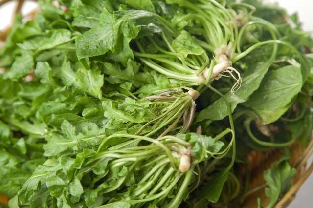 明天是农历的三月三,在农村流行地菜煮鸡蛋,其中缘由你知道吗