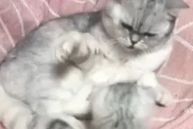 猫爸偷打儿子，突然觉得背后一凉，它转头秒怂：老婆我错了图片