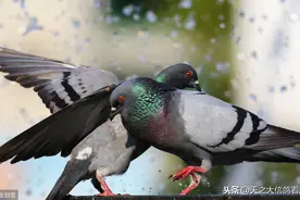 「赛鸽资讯」赛鸽排绿便未必是生病了图片