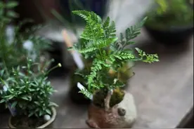 唯有青山无一事，不忧风雨不忧晴图片