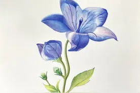 彩铅测评 | 精选6本花卉彩铅教程，新手自学也能顺利进阶图片