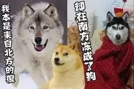 我是北方的一匹狼 在南方冻成了狗图片