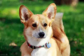 柯基犬有六大优点，怪不得养过的人都说它好图片