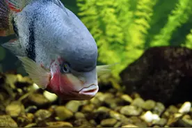 鱼缸多久放一次盐，很多人都弄错了，看看下盐的作用到底有哪些图片