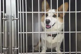 柯基被医生检查后，就跑到铲屎官身边，满脸求抱抱的表情图片