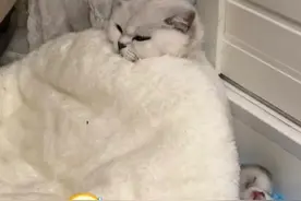 怎样用最狠的语气，说出最怂的话图片