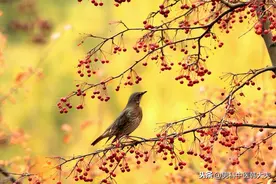 ED多是宗筋虚，治痿独取阳明经图片