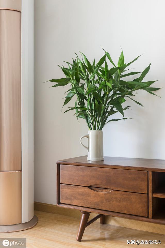 水培富贵竹经常黄叶是为何？掌握六个养护要领，体态玲珑叶清脆