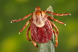 研究显示：气候变暖会导致，蜱虫从狗的身上转移到人类身上图片