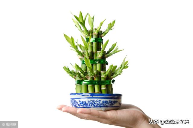 水培富贵竹经常黄叶是为何？掌握六个养护要领，体态玲珑叶清脆