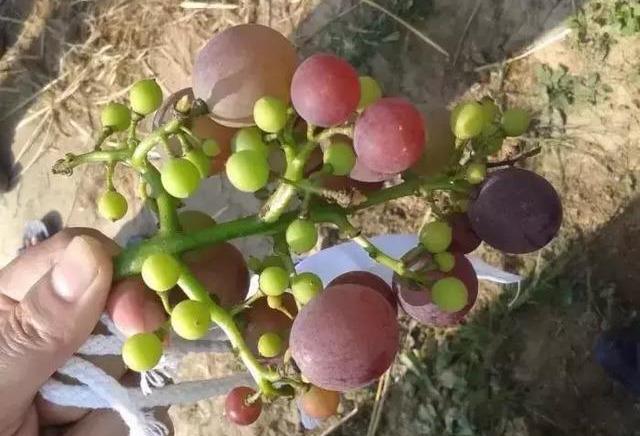 褰卞搷鑶ㄦ灉鐨勫崄澶у厓绱狅紒浣犻兘鐭ラ亾鍚楋紵