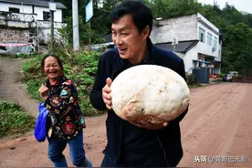 重庆1农民发现1颗“马屁包”，是个巨无霸菌，看有啥价值图片