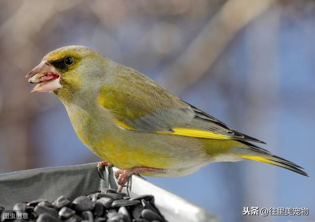 详解宠物鸟饲养过程中，常见内、外科疾病的症状及防治方法