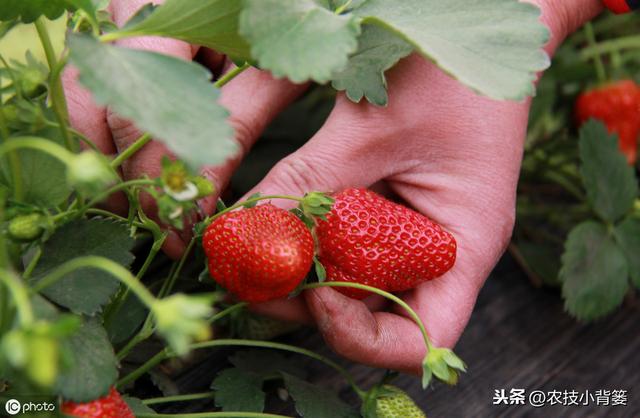 鑽夎帗鑺辫娊鍒嗗寲鐨?澶у奖鍝嶅洜绱犲拰淇冧娇鑺辫娊鎻愬墠鍒嗗寲鐨?涓鐞嗘妧宸? onerror=