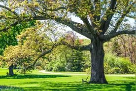 农田大树困扰多，这4种“特效药”，可将大树灭除，你学会了么？图片