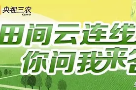 关于无花果的所有秘密……专家告诉你图片
