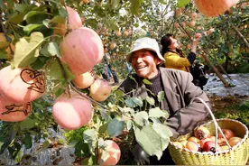 果园盖个工具房真方便 村里为啥不让盖 因为这是在救你不然违法图片