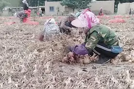 农村新工作，高温下作业，一天12小时赚150元，农村妇女抢着干图片