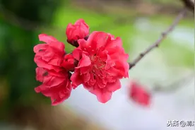桃花朵朵开 三月笑春风图片