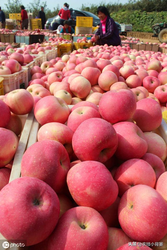 如何提高苹果花芽分化的的数量和质量？这六个技术要点要明确