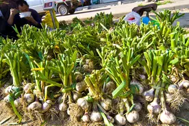 白皮大蒜这样管理，收入不会低图片