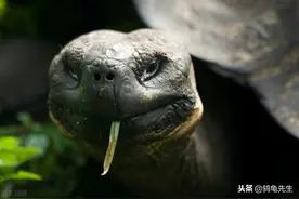 辟谣：乌龟的寿命其实并不长，千年王八万年龟，原来是这么回事图片