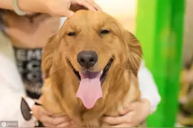 狗狗总是挠自己，主人别不当回事，要看清这几个原因图片