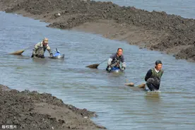 海边挖蛏人现身，时隔两个月迎来最后一单，网友：少赚一万块钱图片