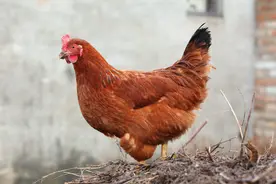 鸡马立克氏病在临床上常见有几种类型？如何防治？图片