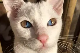 一半蓝一半黄，英国猫咪天生异瞳，身上还有东方混血基因图片