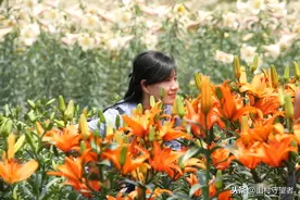 万载白水——百合之乡，全国三大百合种植基地之一图片