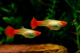 养孔雀鱼什么最重要？这5个最关键的你要知道，不然养不好图片