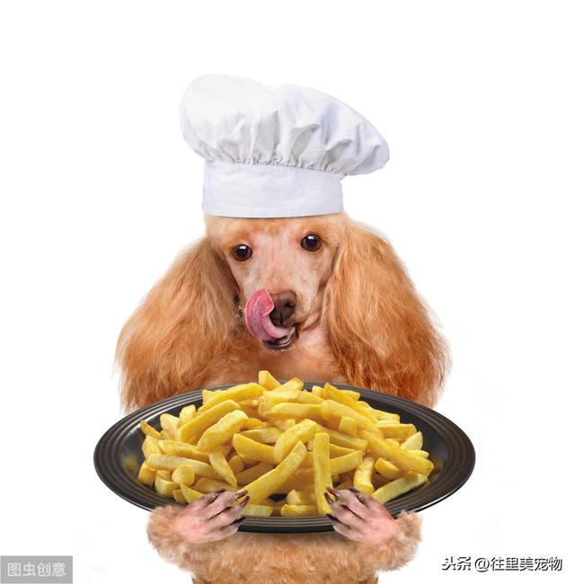 科普：养狗，这6种营养物质，缺一不可