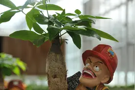 发财树黄叶落叶怎么办？做好这些基础养护，叶片翠绿植株健康图片