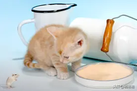 猫为什么会厌食，饿两顿会好吗？关于猫厌食那些事儿，请看这里图片