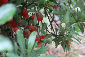 杨梅的栽培与管理要点，想要学习的，点进来看看吧图片