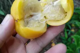 国产版的山竹，吃了牙齿发黄，生长于广东广西两地，你了解多少？图片