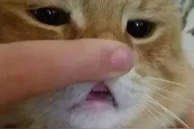 不可以这样玩猫咪，猫咪会生气的啦图片