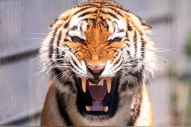 世界老虎日将至，我们爱的大猫还好吗？萌照“可盐可甜”惹人爱图片