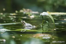 温水煮青蛙出自哪?到底是什么意思呢？图片