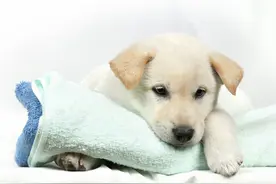 狗狗有这六种表现，说明它需要补充微量元素了图片