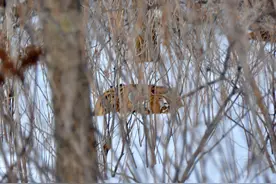一场雪地里的“谋杀案”，牵出了怎样的自然法则图片