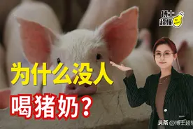 人为什么不喝猪奶？图片