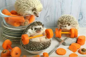 12张刺猬乱入厨房的精彩瞬间：把胡萝卜削成了哑铃，还用来健身图片