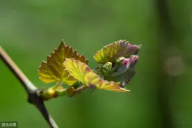 夏黑葡萄花果管理5大关键技术，促花多果多，增产又提质图片